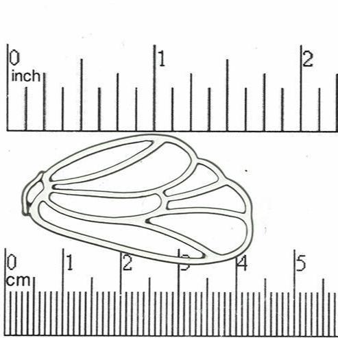 40mm x 22mm Butterfly Wing Connector Pendant - Made of Pewter - Satin Rhodium Silver and Satin Hamilton Gold - Sold by the Piece - K26